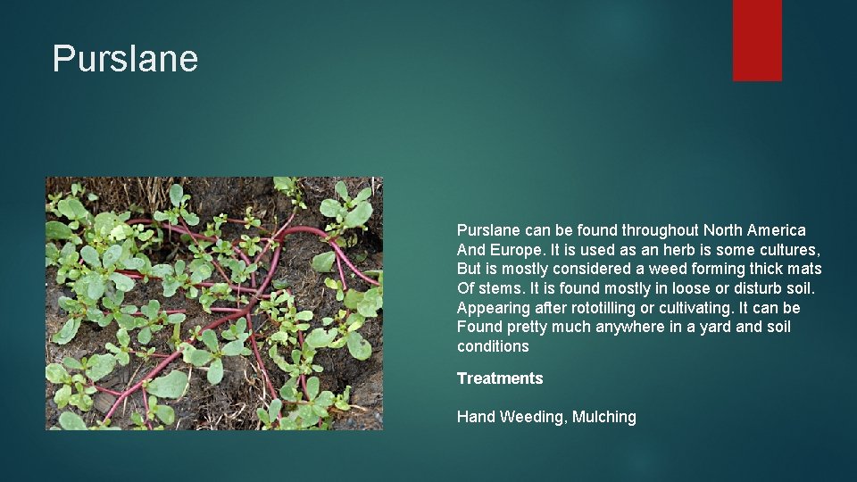 Purslane can be found throughout North America And Europe. It is used as an