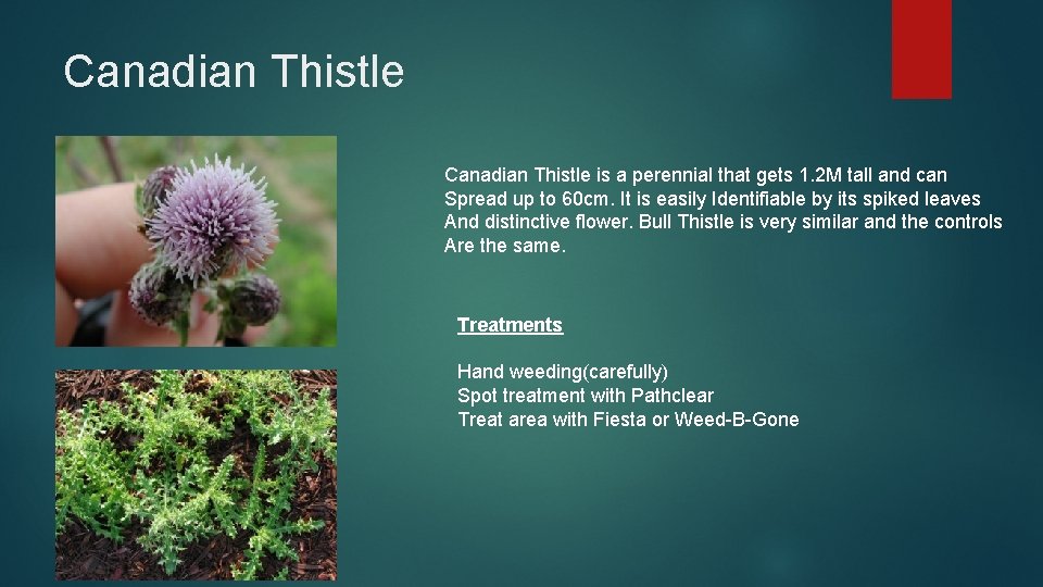 Canadian Thistle is a perennial that gets 1. 2 M tall and can Spread