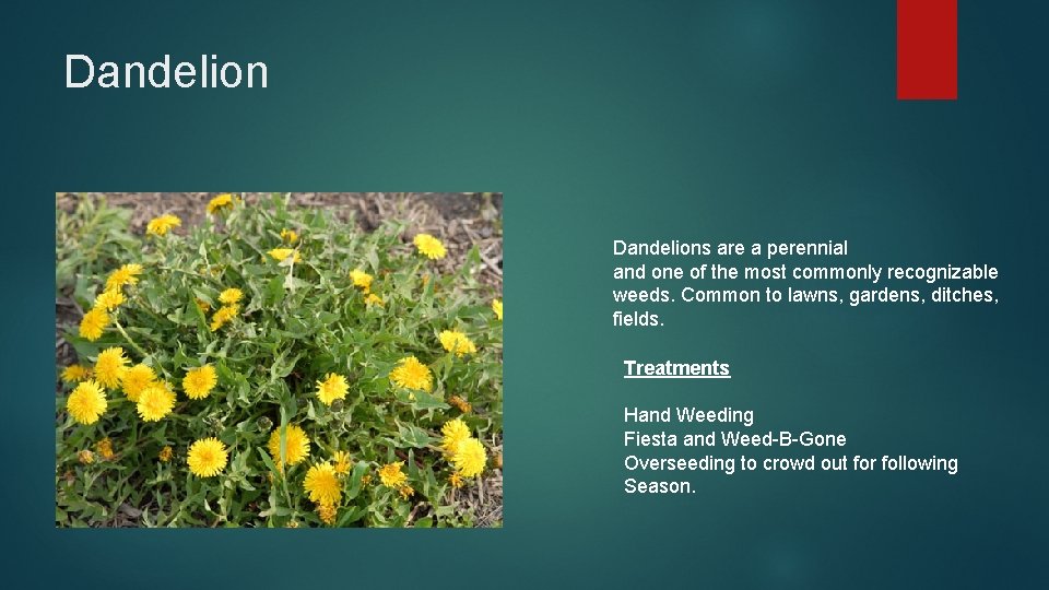 Dandelions are a perennial and one of the most commonly recognizable weeds. Common to