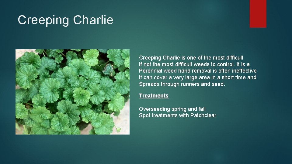 Creeping Charlie is one of the most difficult If not the most difficult weeds