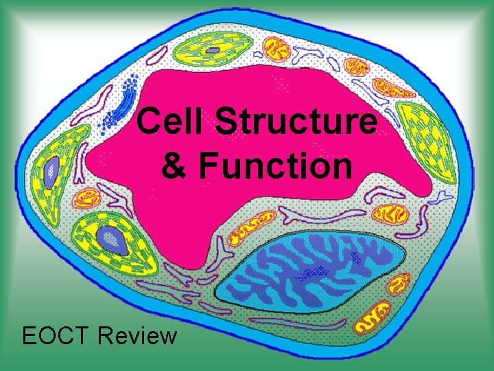 Cell Structure & Function EOCT Review 