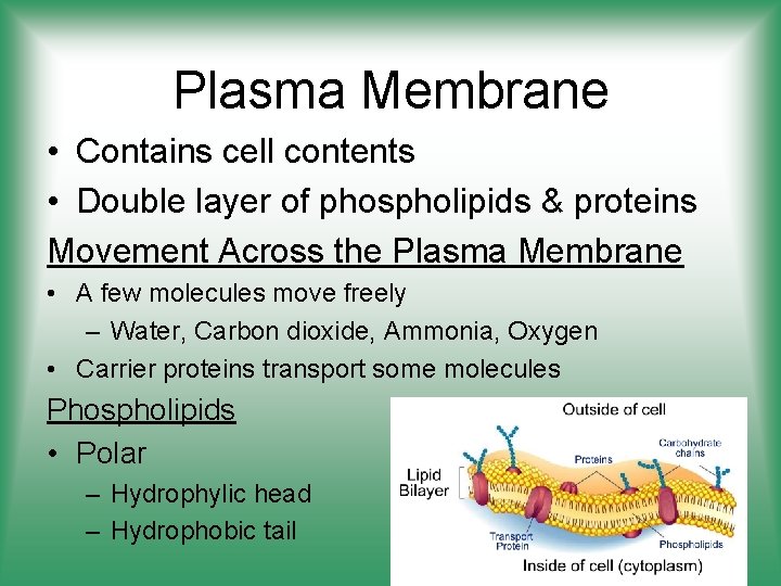 Plasma Membrane • Contains cell contents • Double layer of phospholipids & proteins Movement