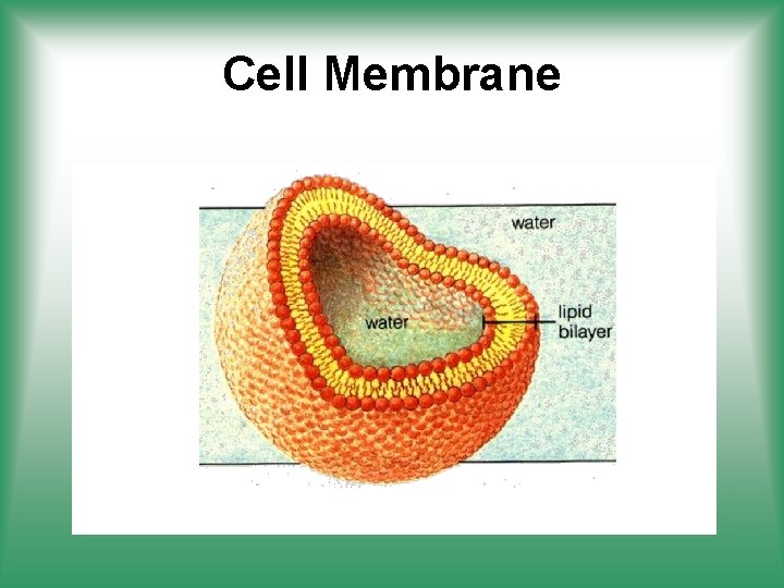 Cell Membrane 