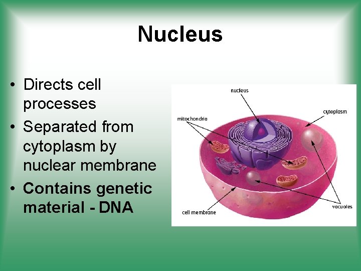Nucleus • Directs cell processes • Separated from cytoplasm by nuclear membrane • Contains