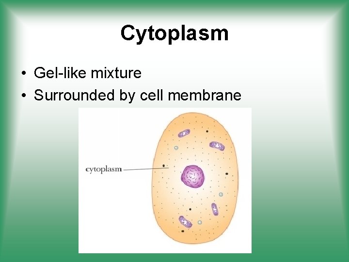 Cytoplasm • Gel-like mixture • Surrounded by cell membrane 