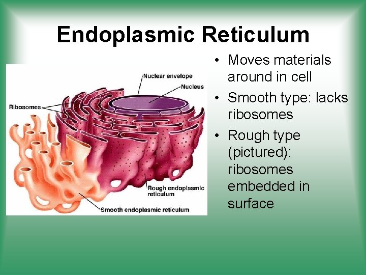 Endoplasmic Reticulum • Moves materials around in cell • Smooth type: lacks ribosomes •