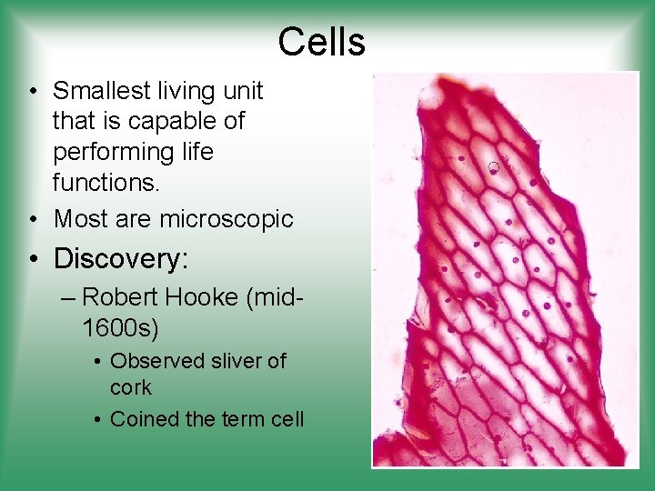 Cells • Smallest living unit that is capable of performing life functions. • Most