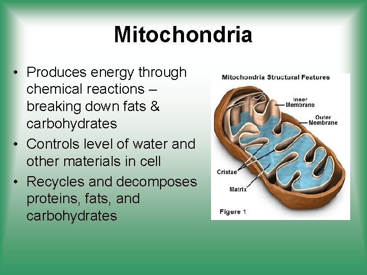 Mitochondria • Produces energy through chemical reactions – breaking down fats & carbohydrates •