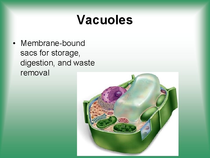 Vacuoles • Membrane-bound sacs for storage, digestion, and waste removal 