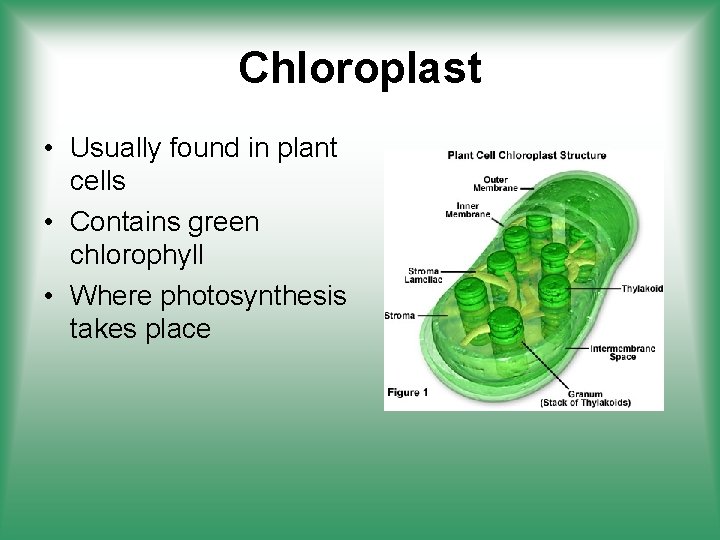 Chloroplast • Usually found in plant cells • Contains green chlorophyll • Where photosynthesis