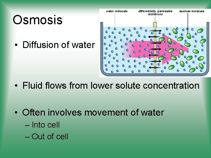 Osmosis • Diffusion of water • Fluid flows from lower solute concentration • Often