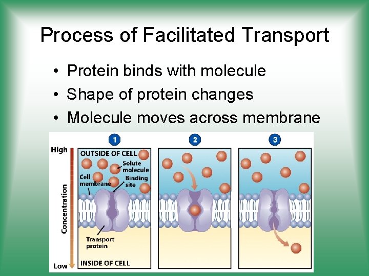 Process of Facilitated Transport • Protein binds with molecule • Shape of protein changes