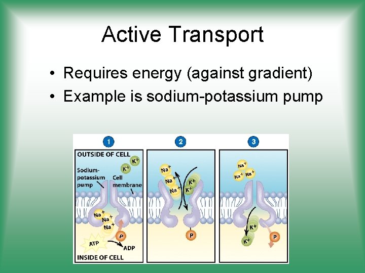 Active Transport • Requires energy (against gradient) • Example is sodium-potassium pump 
