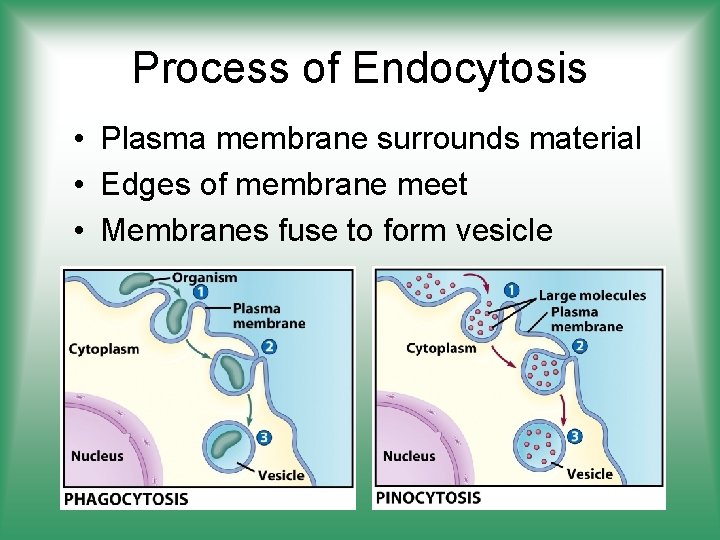 Process of Endocytosis • Plasma membrane surrounds material • Edges of membrane meet •