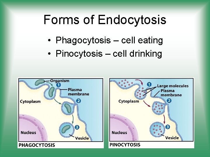 Forms of Endocytosis • Phagocytosis – cell eating • Pinocytosis – cell drinking 