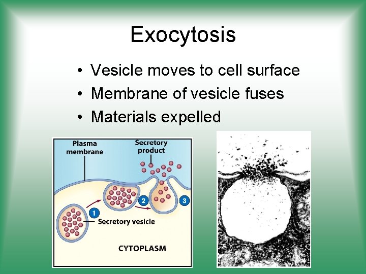 Exocytosis • Vesicle moves to cell surface • Membrane of vesicle fuses • Materials