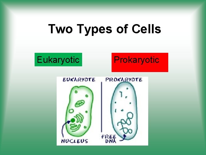 Two Types of Cells Eukaryotic Prokaryotic 