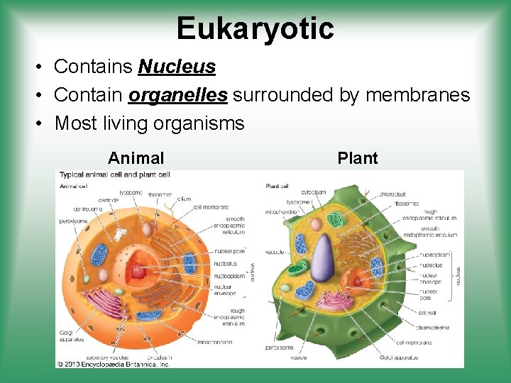 Eukaryotic • Contains Nucleus • Contain organelles surrounded by membranes • Most living organisms
