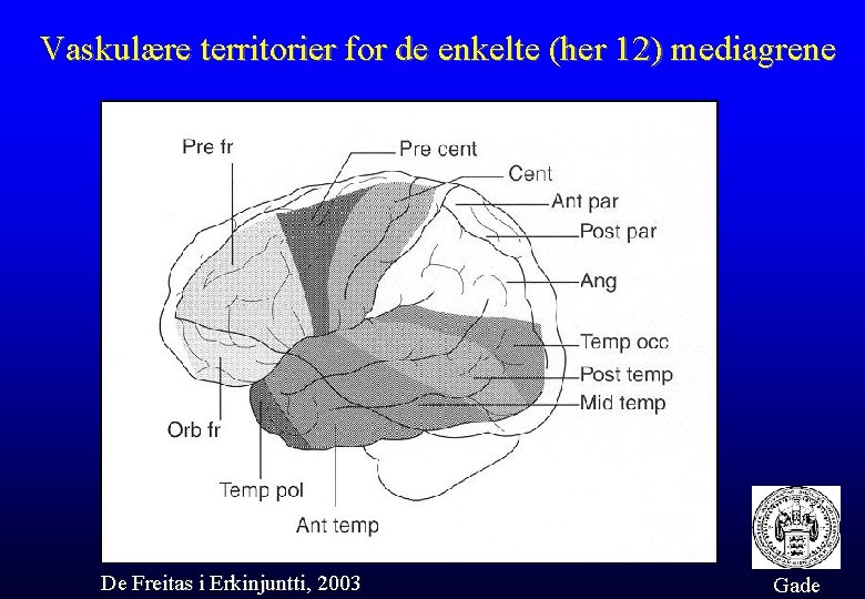 Vaskulære territorier for de enkelte (her 12) mediagrene De Freitas i Erkinjuntti, 2003 Gade