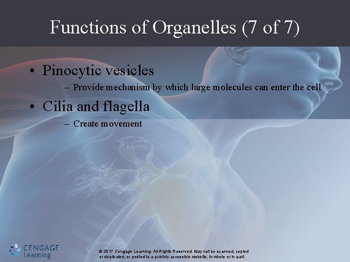 Functions of Organelles (7 of 7) • Pinocytic vesicles – Provide mechanism by which