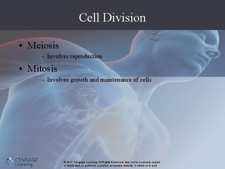 Cell Division • Meiosis – Involves reproduction • Mitosis – Involves growth and maintenance