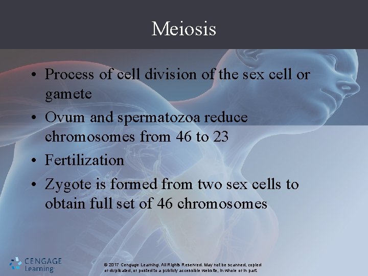 Meiosis • Process of cell division of the sex cell or gamete • Ovum