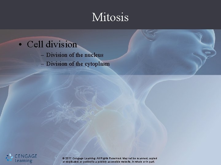 Mitosis • Cell division – Division of the nucleus – Division of the cytoplasm