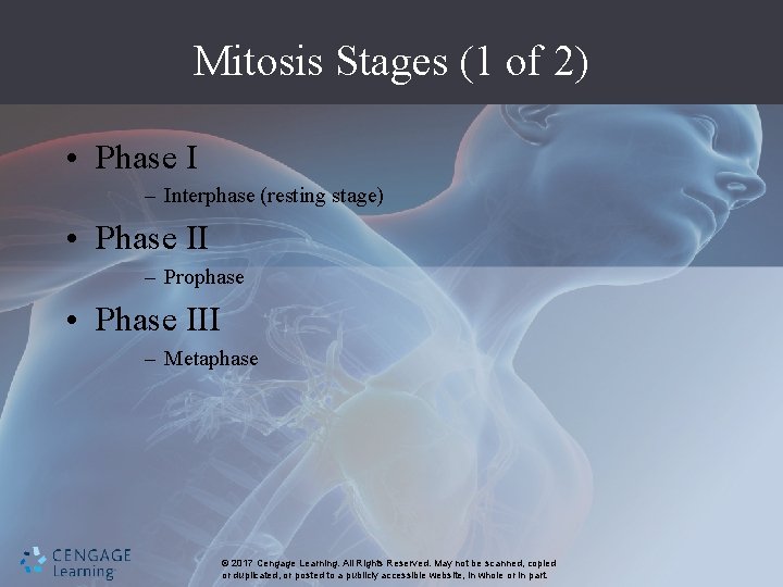 Mitosis Stages (1 of 2) • Phase I – Interphase (resting stage) • Phase