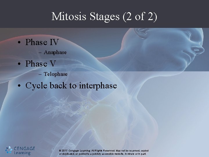 Mitosis Stages (2 of 2) • Phase IV – Anaphase • Phase V –