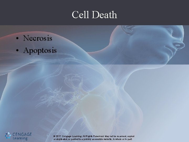 Cell Death • Necrosis • Apoptosis © 2017 Cengage Learning. All Rights Reserved. May
