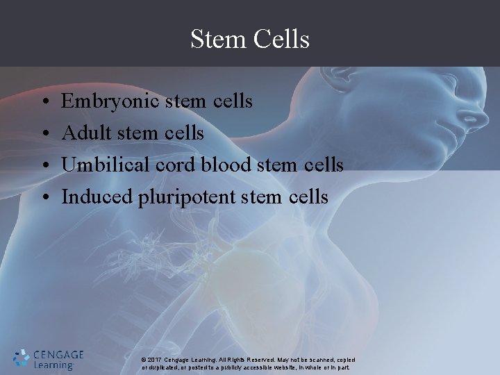 Stem Cells • • Embryonic stem cells Adult stem cells Umbilical cord blood stem