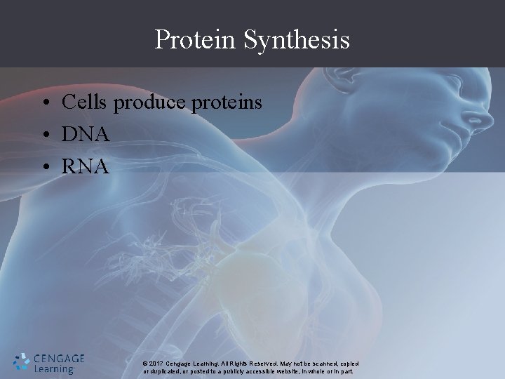 Protein Synthesis • Cells produce proteins • DNA • RNA © 2017 Cengage Learning.