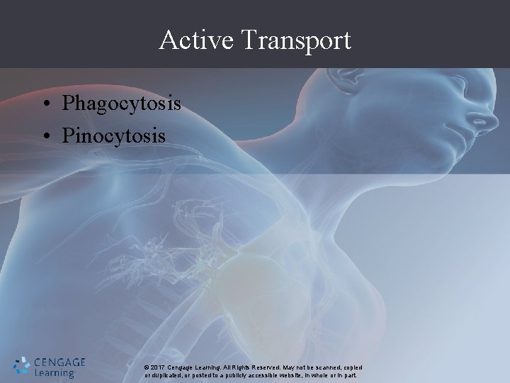 Active Transport • Phagocytosis • Pinocytosis © 2017 Cengage Learning. All Rights Reserved. May