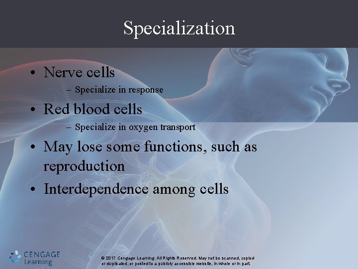 Specialization • Nerve cells – Specialize in response • Red blood cells – Specialize