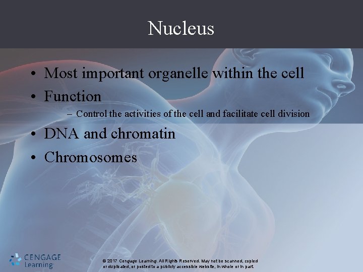 Nucleus • Most important organelle within the cell • Function – Control the activities