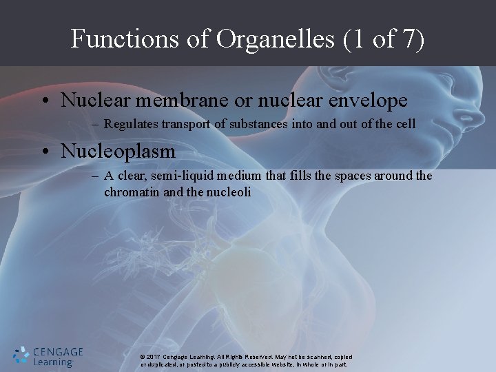 Functions of Organelles (1 of 7) • Nuclear membrane or nuclear envelope – Regulates