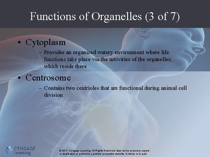 Functions of Organelles (3 of 7) • Cytoplasm – Provides an organized watery environment