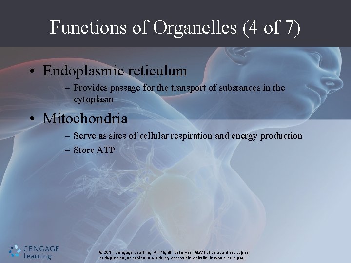 Functions of Organelles (4 of 7) • Endoplasmic reticulum – Provides passage for the