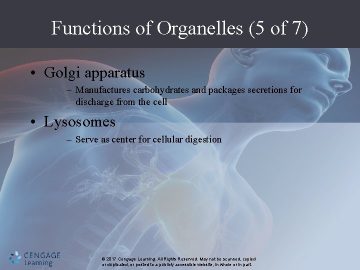 Functions of Organelles (5 of 7) • Golgi apparatus – Manufactures carbohydrates and packages