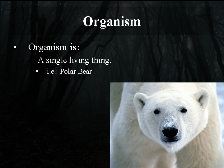 Organism • Organism is: – A single living thing. • i. e. : Polar