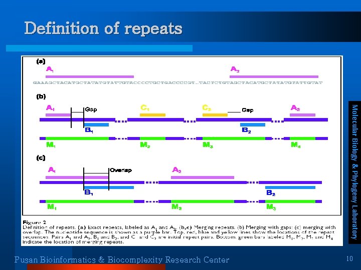 Definition of repeats Molecular Biology & Phylogeny Laboratory Pusan Bioinformatics & Biocomplexity Research Center Definition of repeats Molecular Biology & Phylogeny Laboratory Pusan Bioinformatics & Biocomplexity Research Center