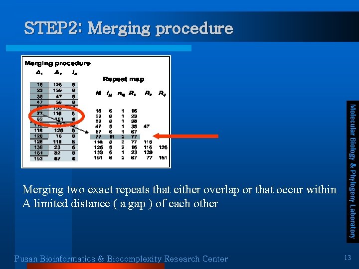 STEP 2: Merging procedure Pusan Bioinformatics & Biocomplexity Research Center Molecular Biology & Phylogeny STEP 2: Merging procedure Pusan Bioinformatics & Biocomplexity Research Center Molecular Biology & Phylogeny