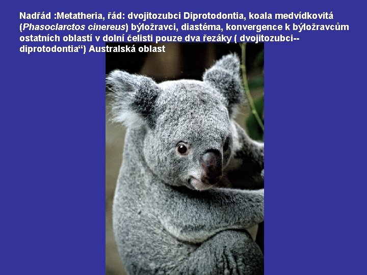 Nadřád : Metatheria, řád: dvojitozubci Diprotodontia, koala medvídkovitá (Phasoclarctos cinereus) býložravci, diastéma, konvergence k