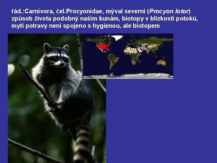 řád. : Carnivora, čel. Procyonidae, mýval severní (Procyon lotor) způsob života podobný našim kunám,