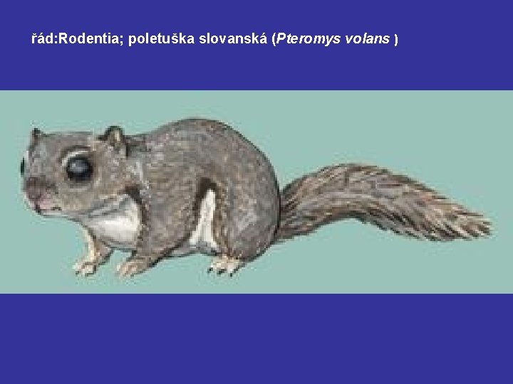 řád: Rodentia; poletuška slovanská (Pteromys volans ) 