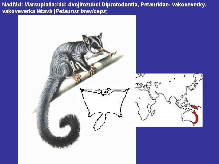 Nadřád: Marsupialia; řád: dvojitozubci Diprotodontia, Petauridae- vakoveverky, vakoveverka létavá (Petaurus breviceps) 