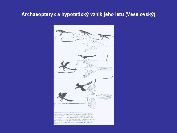 Archaeopteryx a hypotetický vznik jeho letu (Veselovský) 