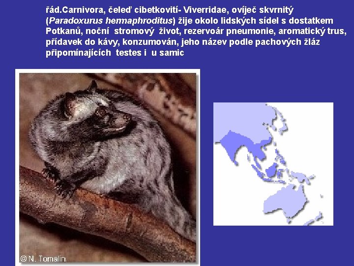 řád. Carnivora, čeleď cibetkovití- Viverridae, ovíječ skvrnitý (Paradoxurus hermaphroditus) žije okolo lidských sídel s