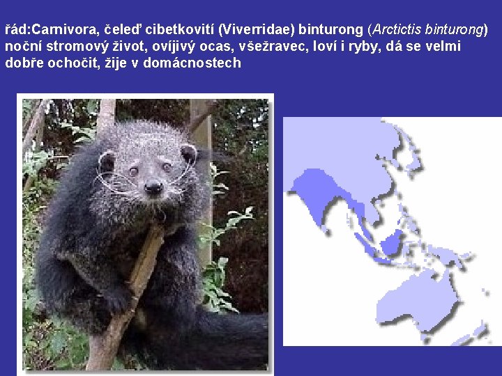 řád: Carnivora, čeleď cibetkovití (Viverridae) binturong (Arctictis binturong) noční stromový život, ovíjivý ocas, všežravec,