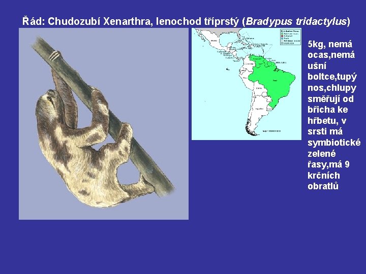 Řád: Chudozubí Xenarthra, lenochod tříprstý (Bradypus tridactylus) 5 kg, nemá ocas, nemá ušní boltce,